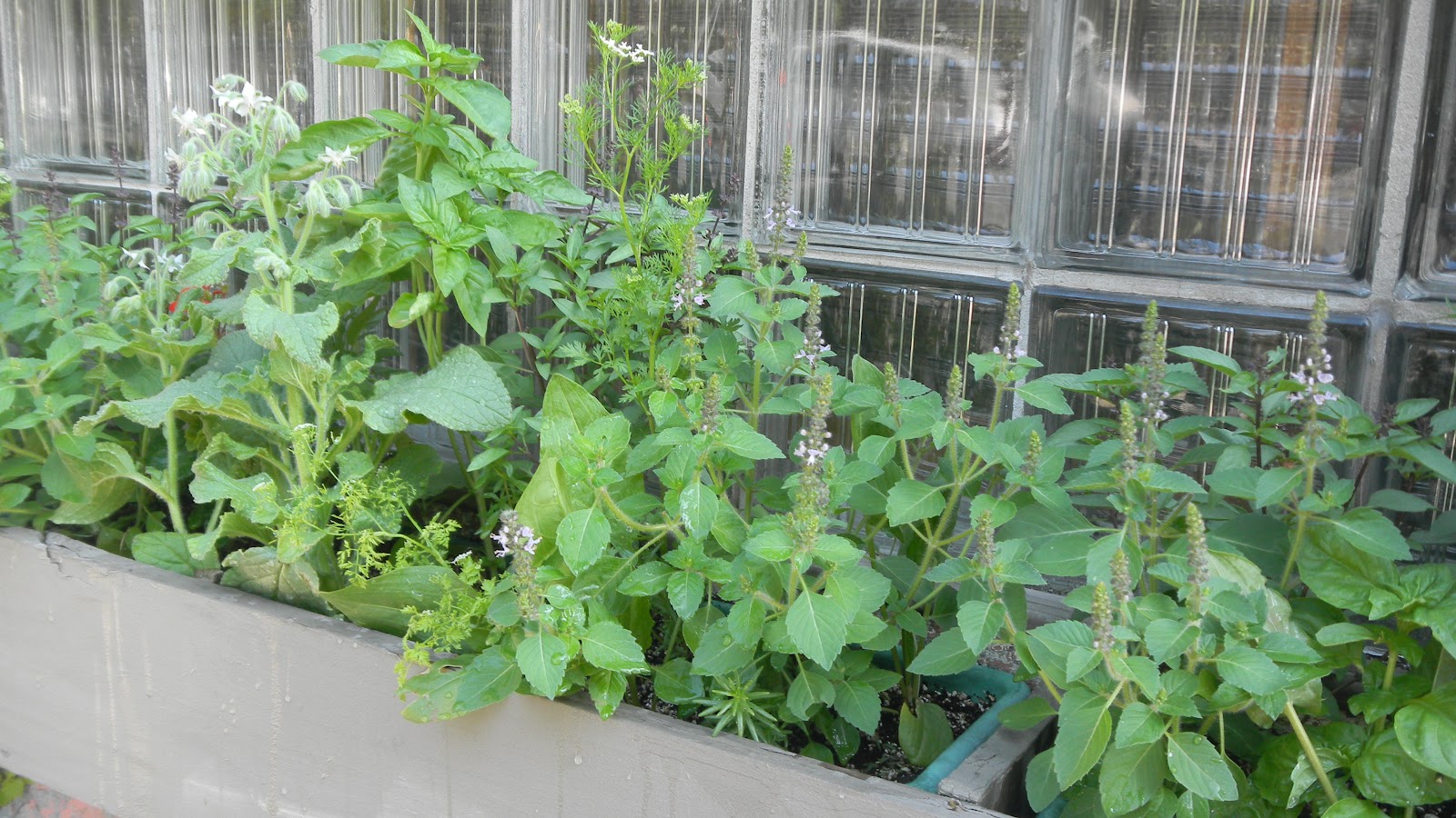 Green Roof Growers Ode to Basil