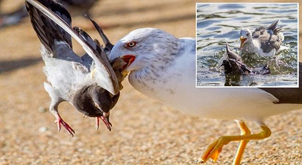 صور النورس القاتل ي غرق الحمام في الماء قبل التهامه ابداع الخالق