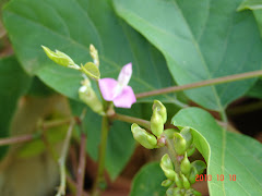 A flor do feijão de porco