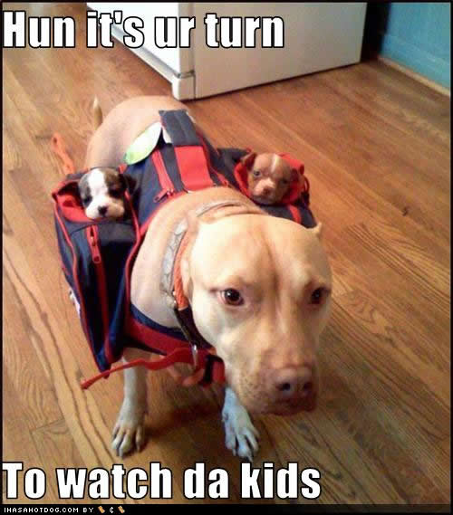Funny+dog+pictures+for+kids