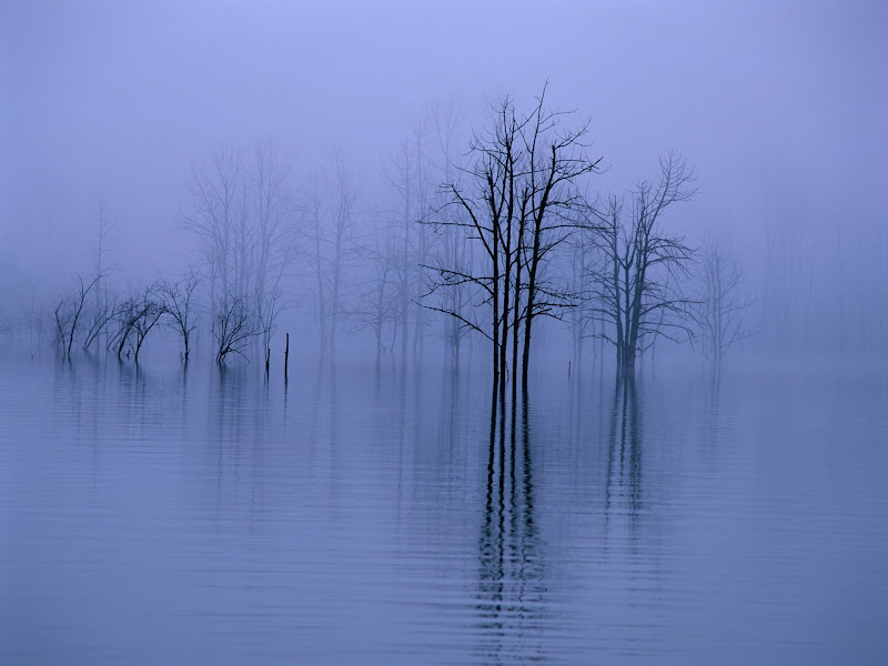 Ravnodunost Fog,-water,-trees