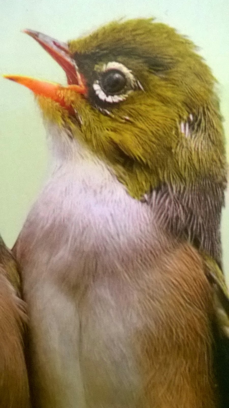Portal Info Pecinta Burung Download Mp3 Suara Burung Pleci Ngalas