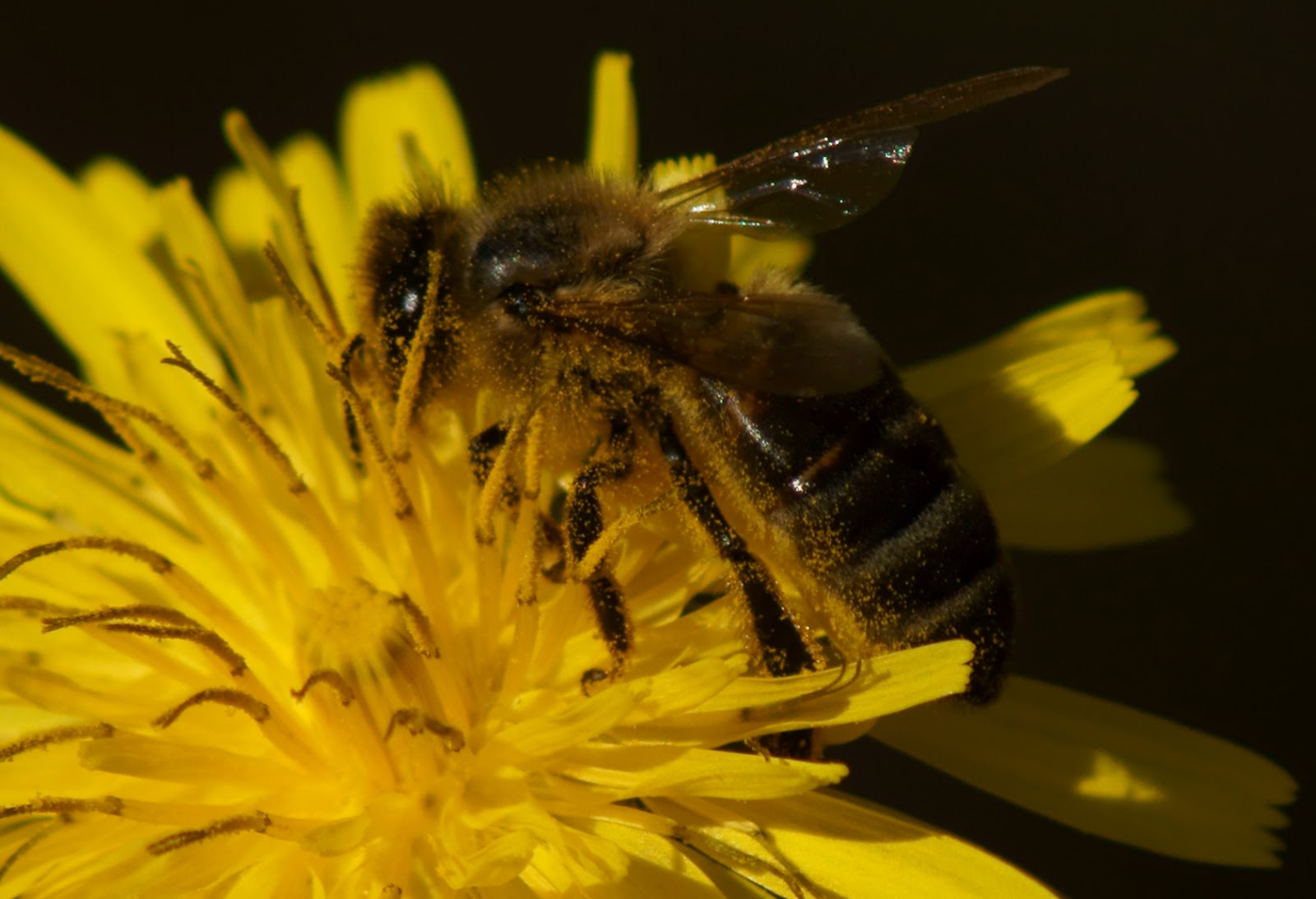 Curiosidad natural EL REBOLLAR DE PEÑAGOLOSA
