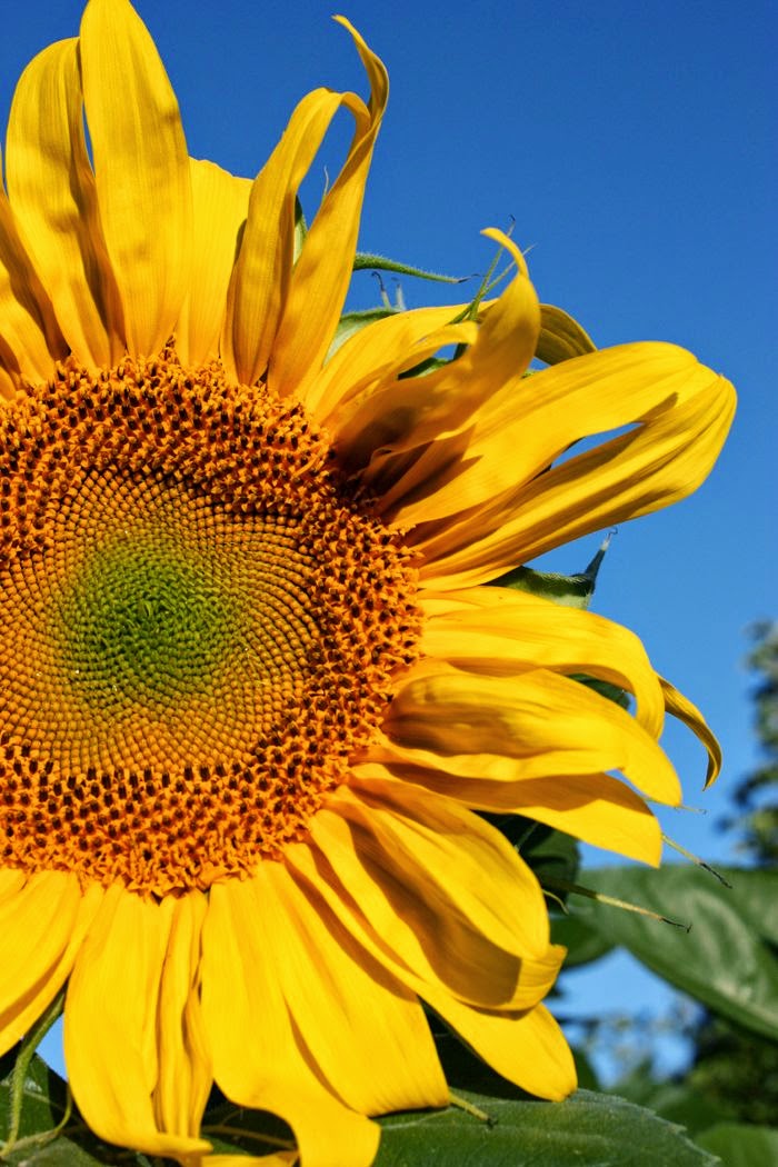 Keep your face to the sunshine and you cannot see the shadow. It’s what sunflowers do. ~H. Keller