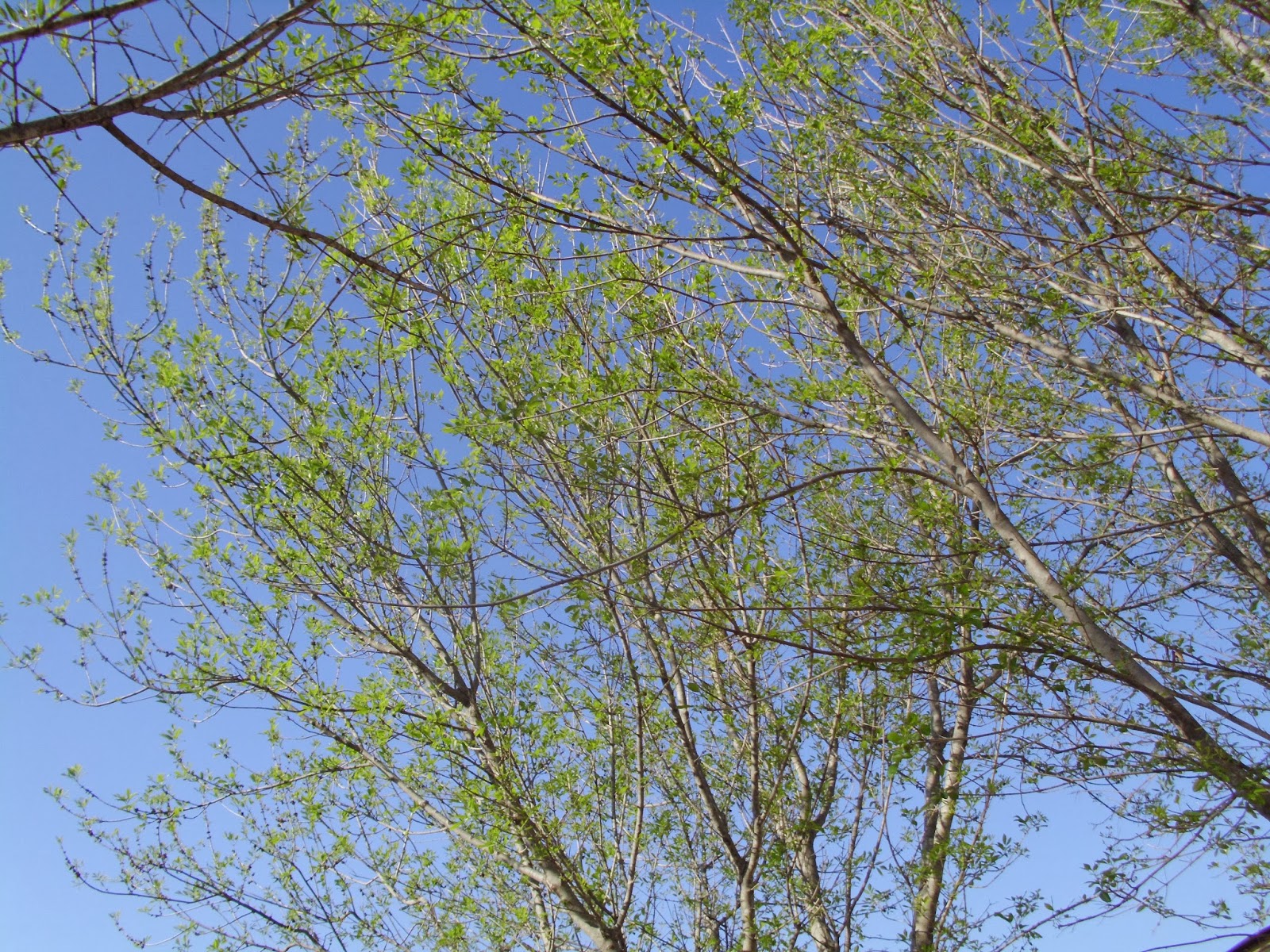 Terlingua Dreams Trees in bloom in February