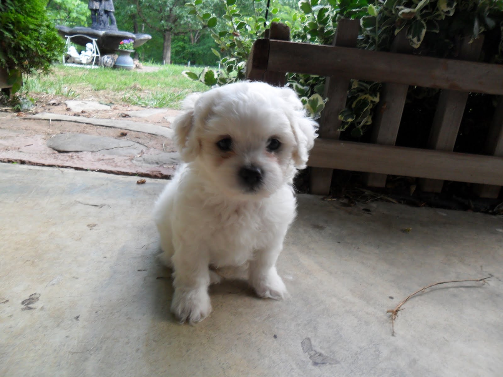 Cute Puppies for sale ) Adorable Puppies for Sale!
