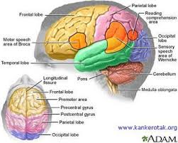 Characteristics of Brain Cancer
