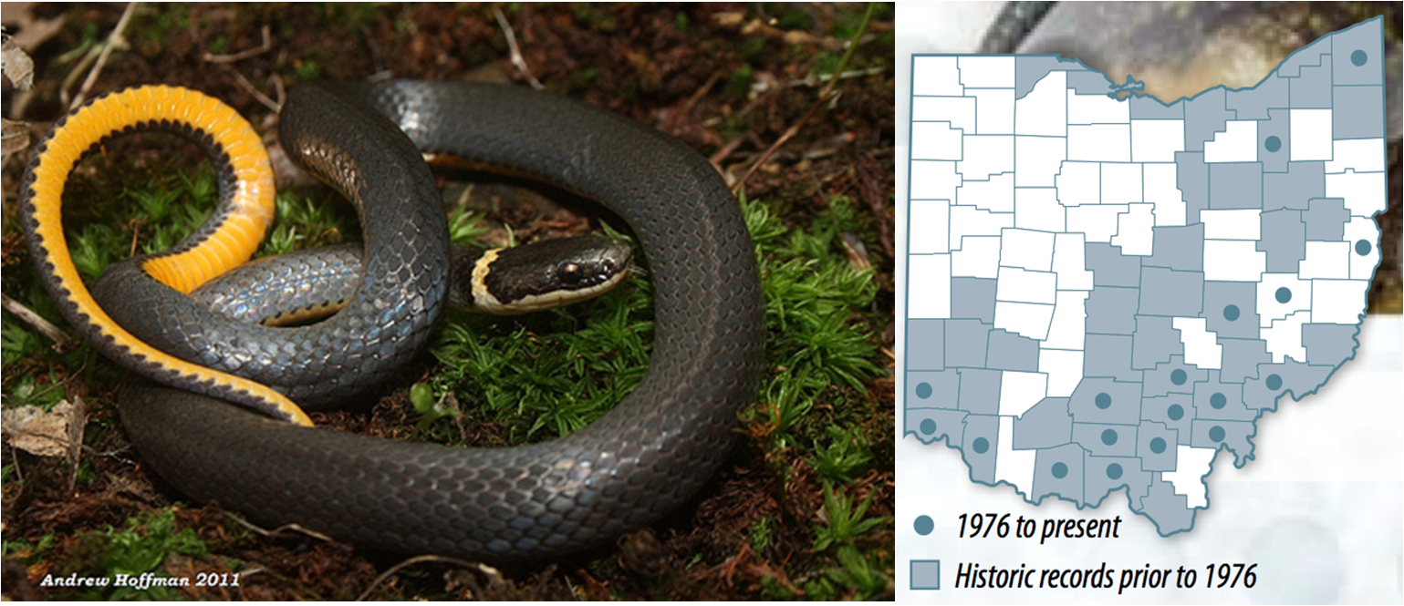 Biology of the Reptilia Reptiles of Ohio