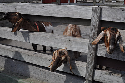 Lupus Hope: Do We Need Animal Products in Our Diet? Should We Be Vegan?