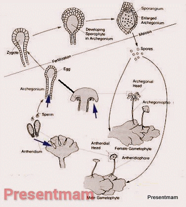 Bsc Botany Diagram | Bio Gallery