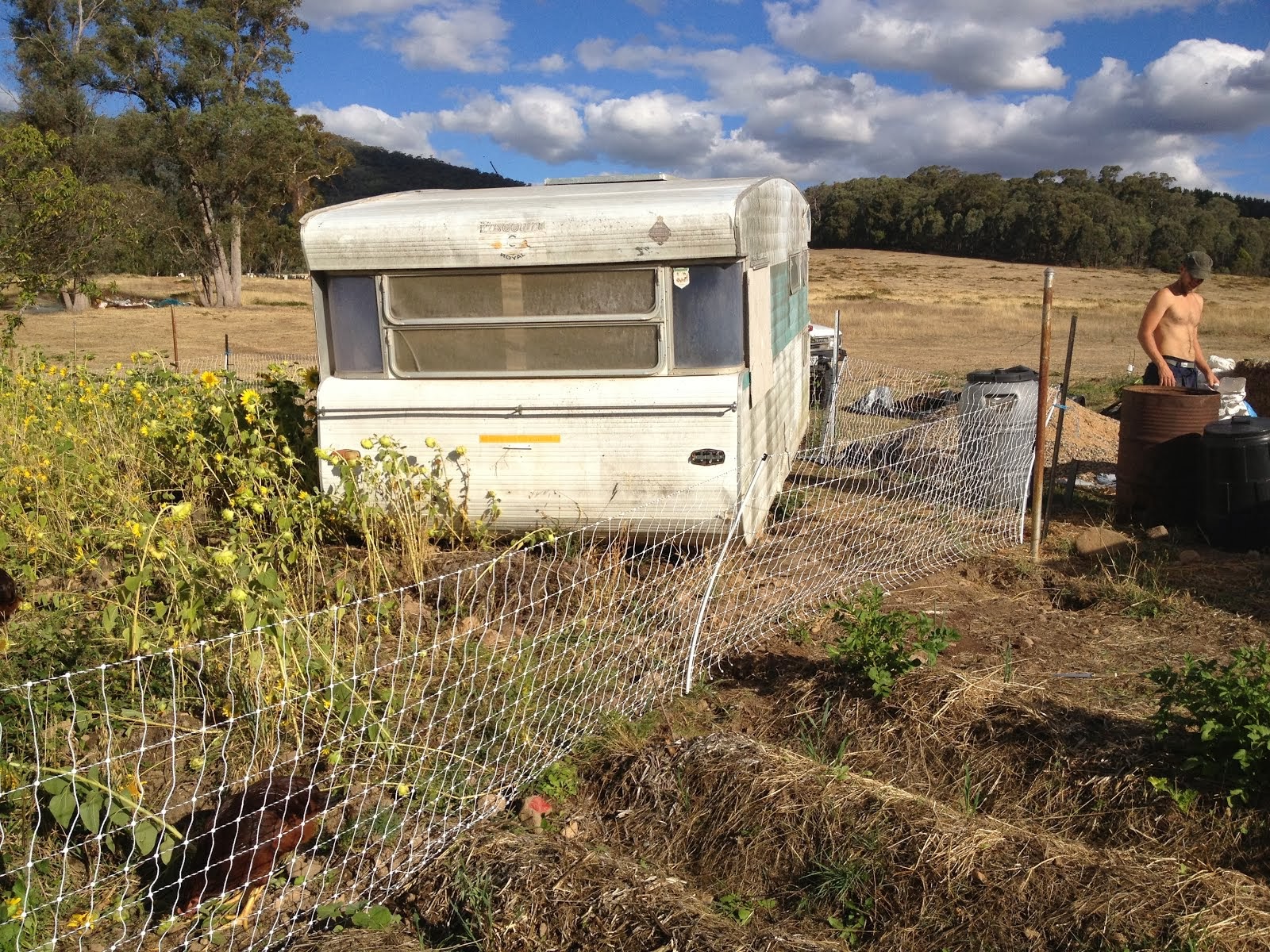 The rhode island reds' caravan coop fenced off in a field of sunflowers.