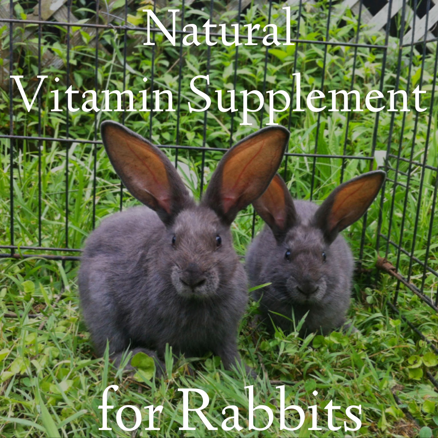 Haven Homestead Feeding Rabbits Naturally Organic Herbal Vitamin Supplement