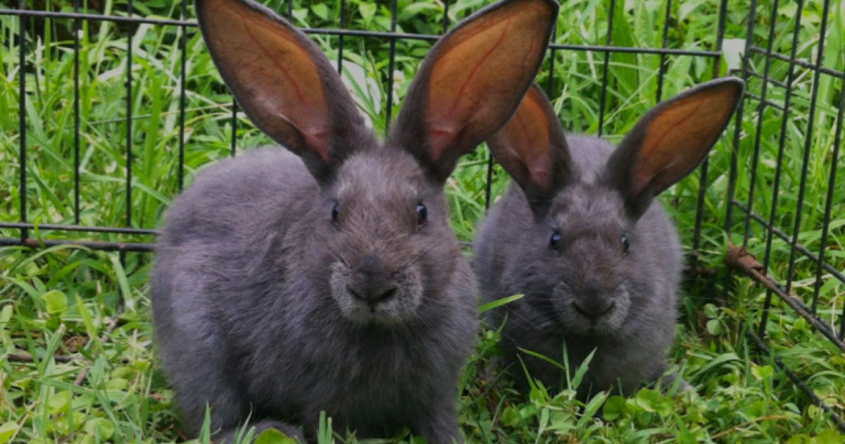 Haven Homestead Feeding Rabbits Naturally Organic Herbal Vitamin Supplement