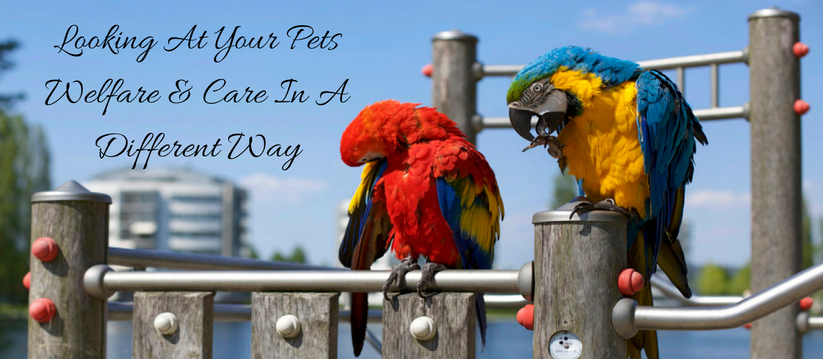 The Welfare And Care Of Your Pet The Parrot life Way