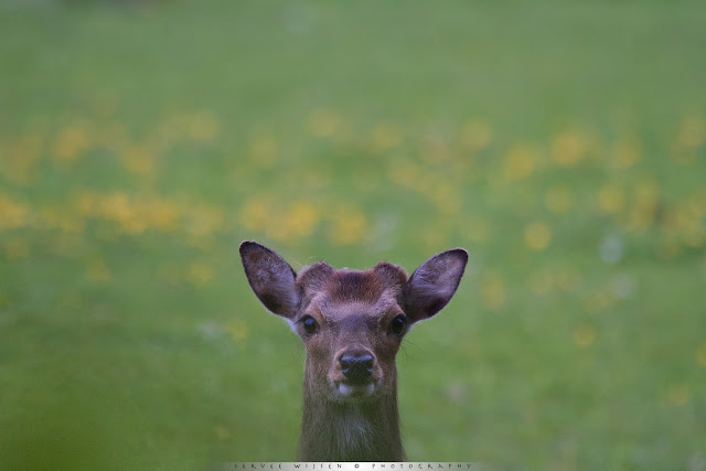 Sikahert - Sika Deer - Cervus nippon