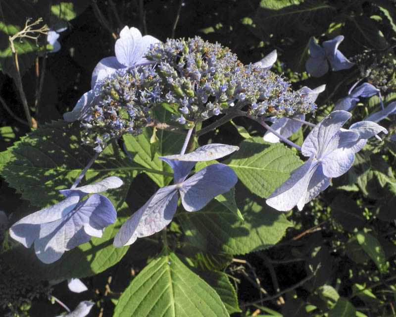 Studio and Garden Hydrangea Envy at the Jersey Shore