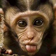 Download Gambar Gif Lucu Untuk Wa Background
