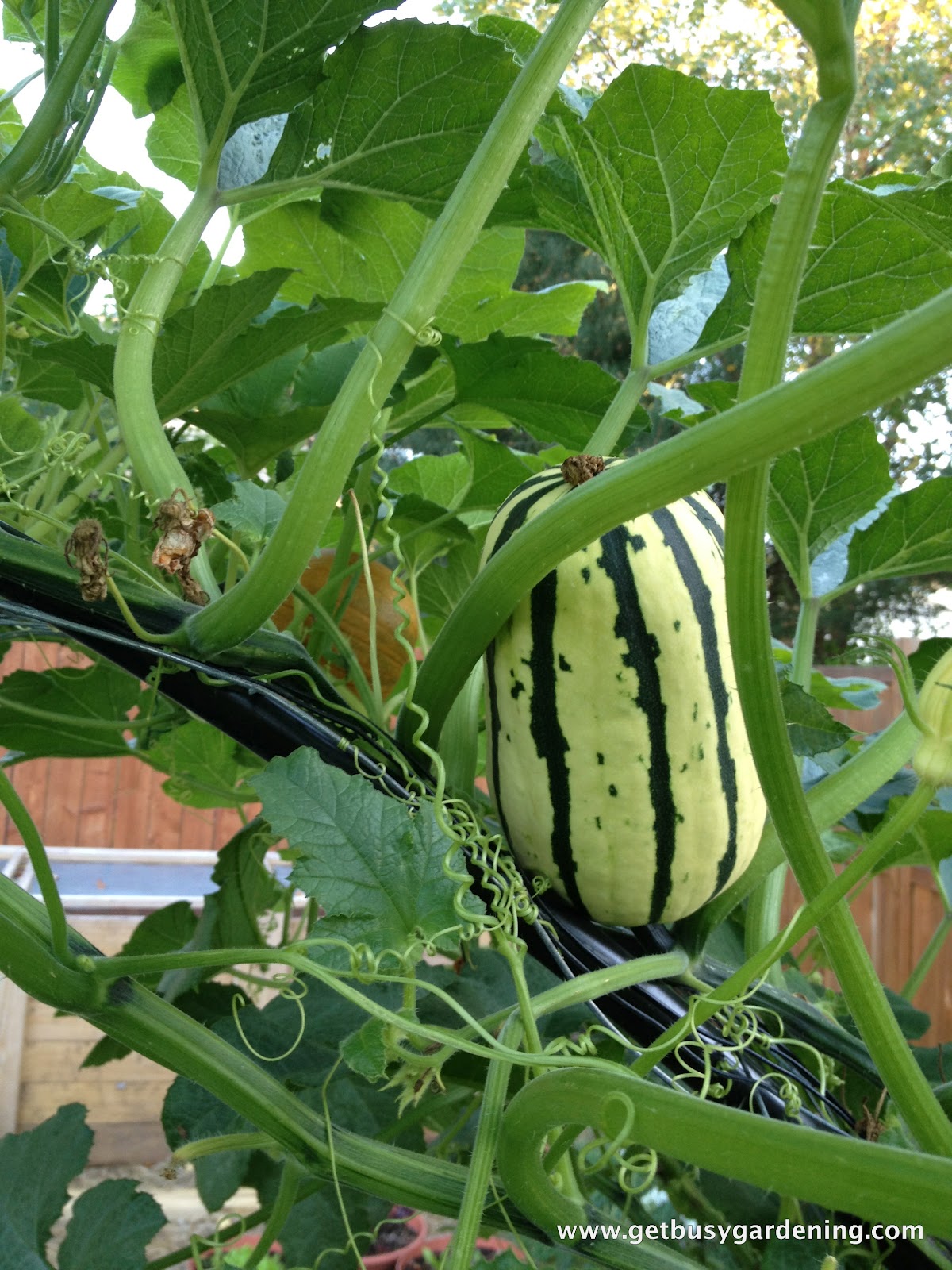 Squash Arch Update Get Busy Gardening