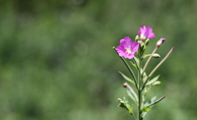 Great Willowherb Flowers Pictures Great Willowherb Flowers Pictures