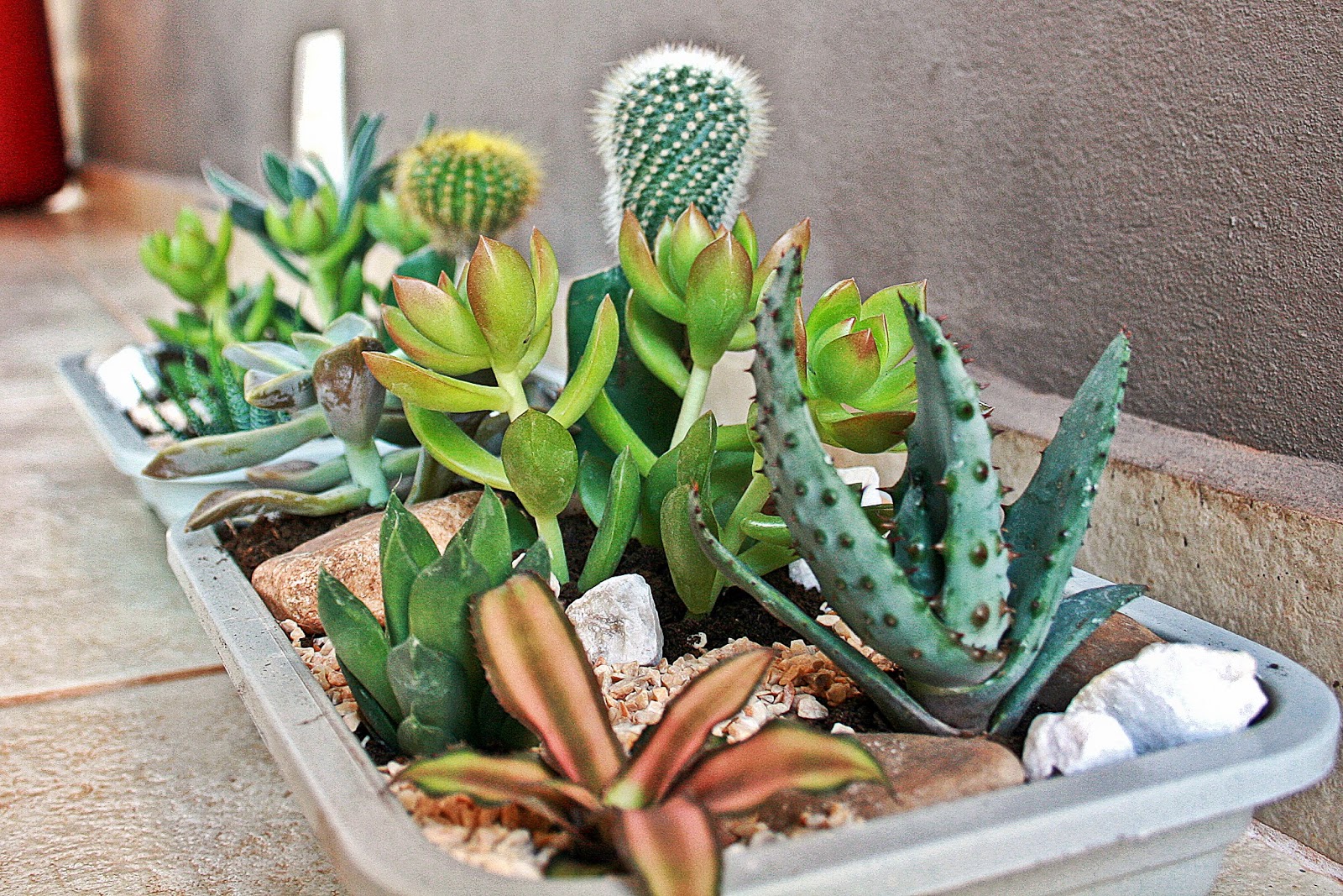 Como fazer um mini jardim decorativo Receitas Lá na Roça Como fazer um mini jardim decorativo Receitas Lá na Roça