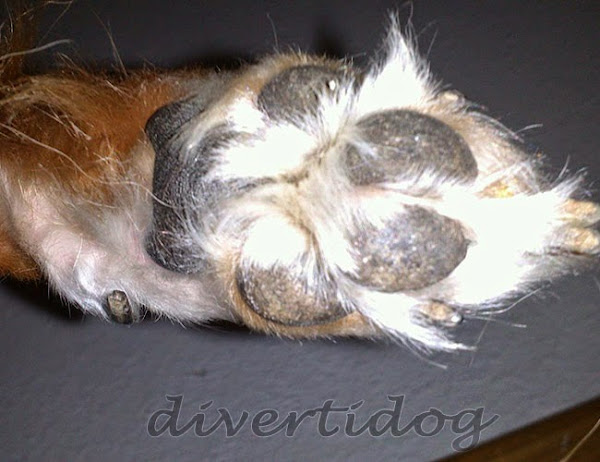 El cuidado de las almohadillas del perro