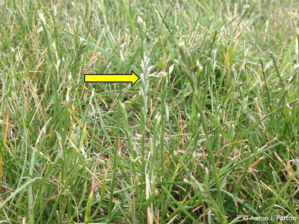 Perennial Ryegrass Seedheads Now And Later Purdue University Turfgrass Science At Purdue University,Flock Of Birds Drawing