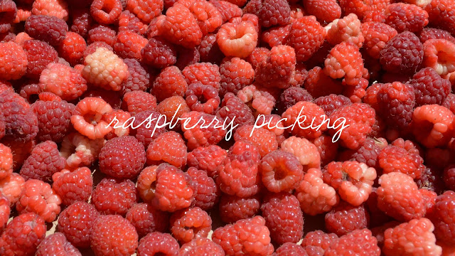 Raspberry picking at Remlinger Farms