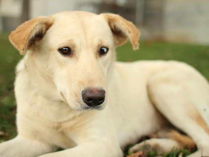 Blondie Yellow Labrador Retriever mix