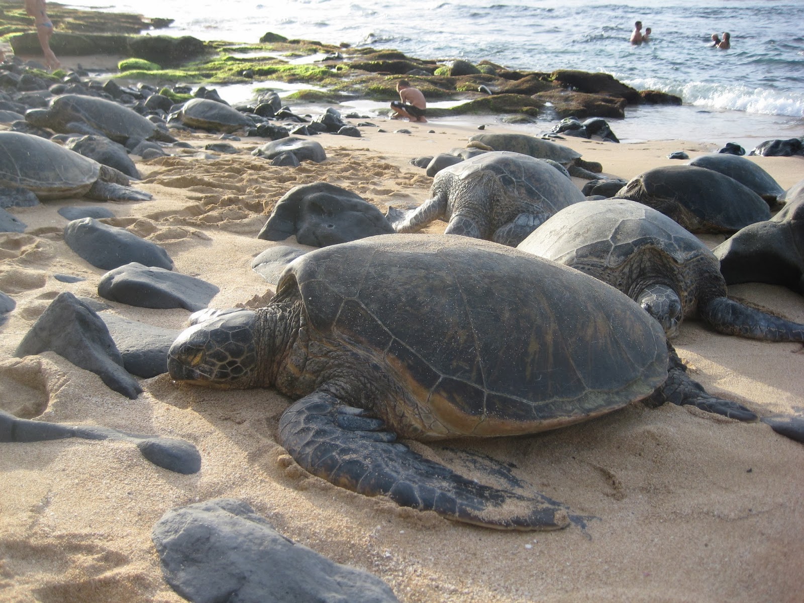 Turtle oahu hawaiian beach tortuga hawaiana mar maui peligro arenosa endangered airbnbs sandy moneyinc