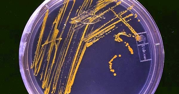 Blocking bacterias self-poisoning mechanism weakens their 