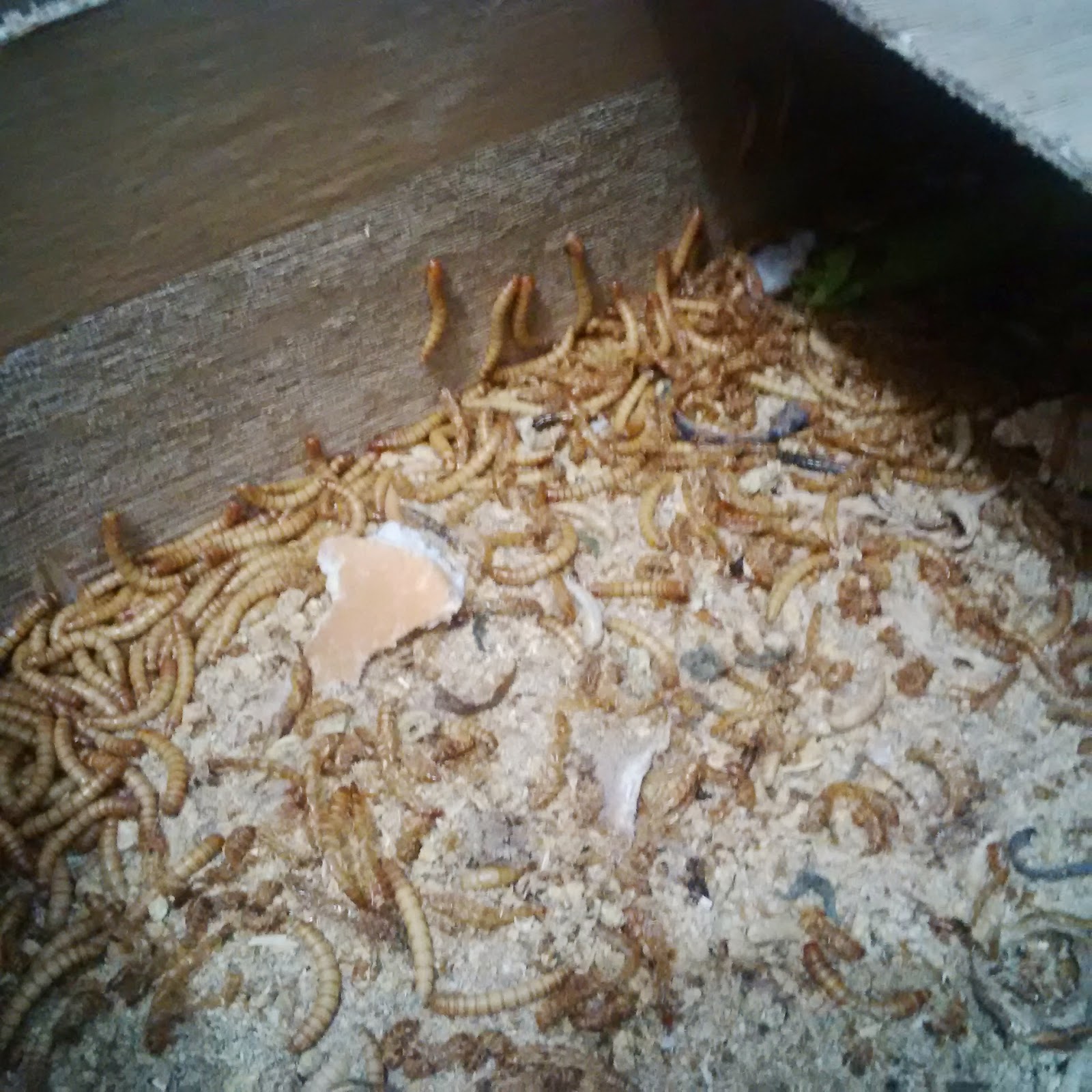 Gambar Ternak Ulat Hongkong Pemula Gambar Apel Dimakan di ...