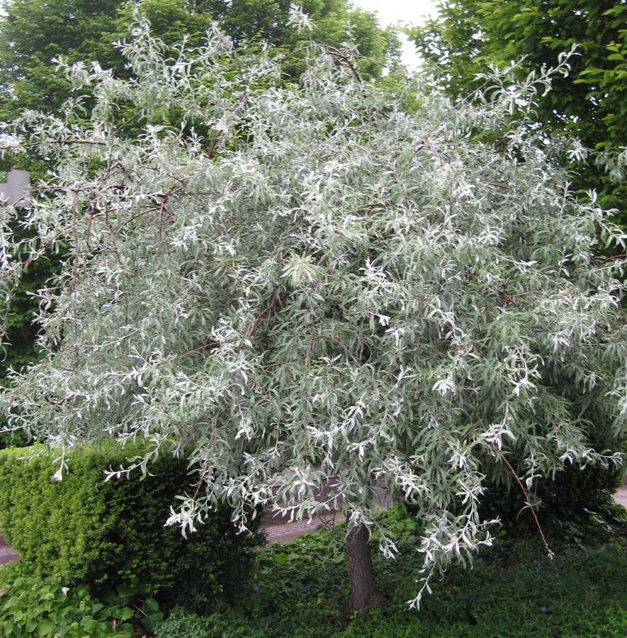 'Silver Frost' Pear A Tree for the Evening Garden