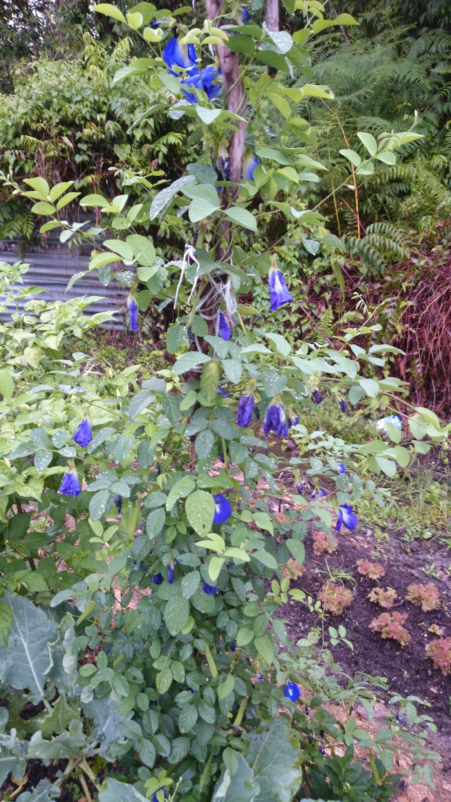POKOK BUNGA TELANG - Tanomkinotuan
