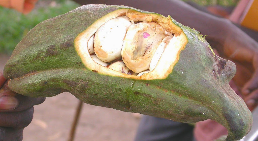 Marie's Pastiche The Importance of Kola Nuts in West African Culture