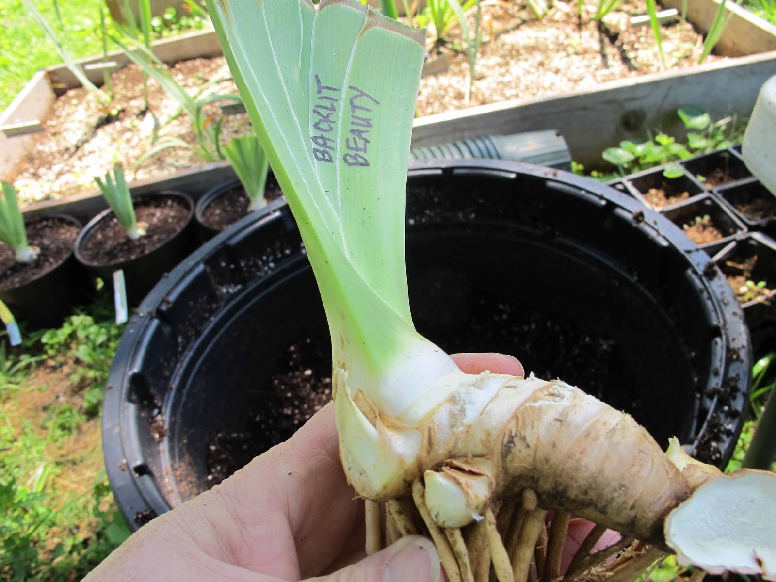 How to Plant Iris Rhizomes From the Gardens at Laughingstock