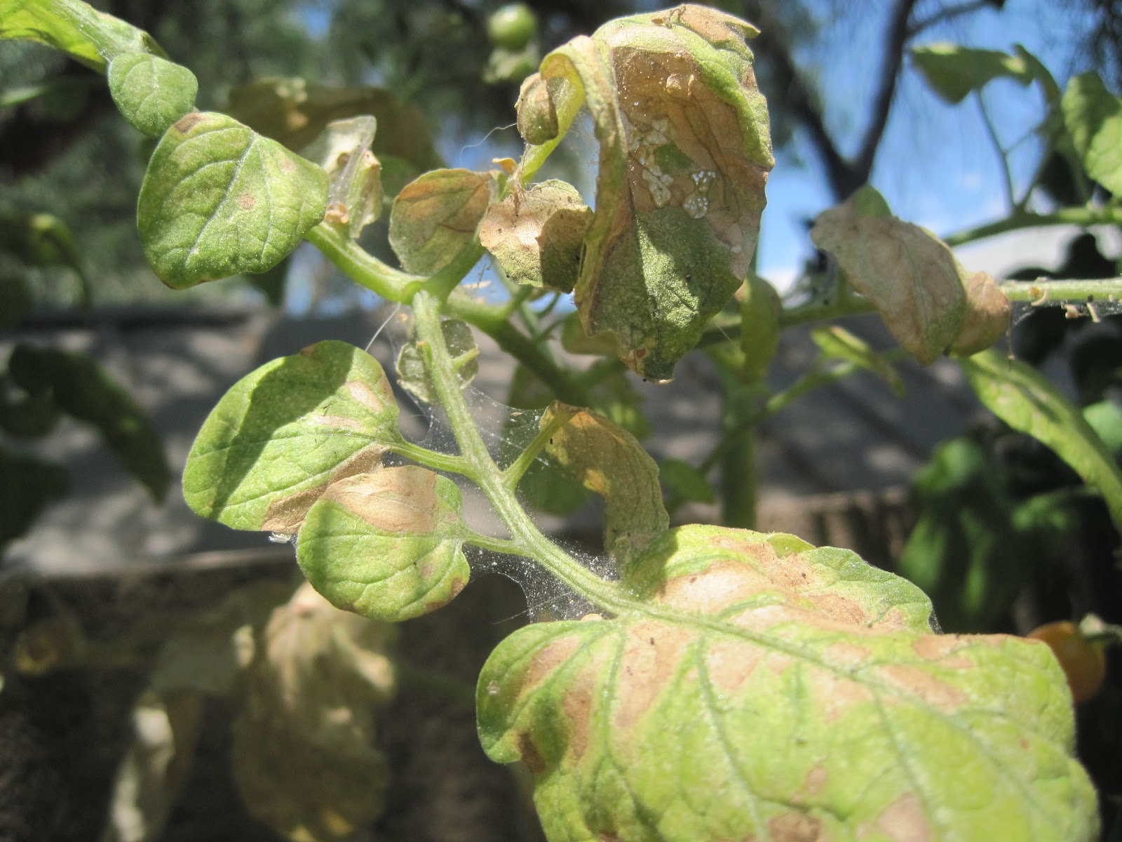 Taste is Trump. Garden Journal {Bug Solution}