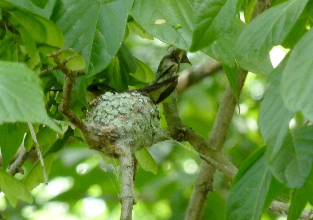hummingbird nest