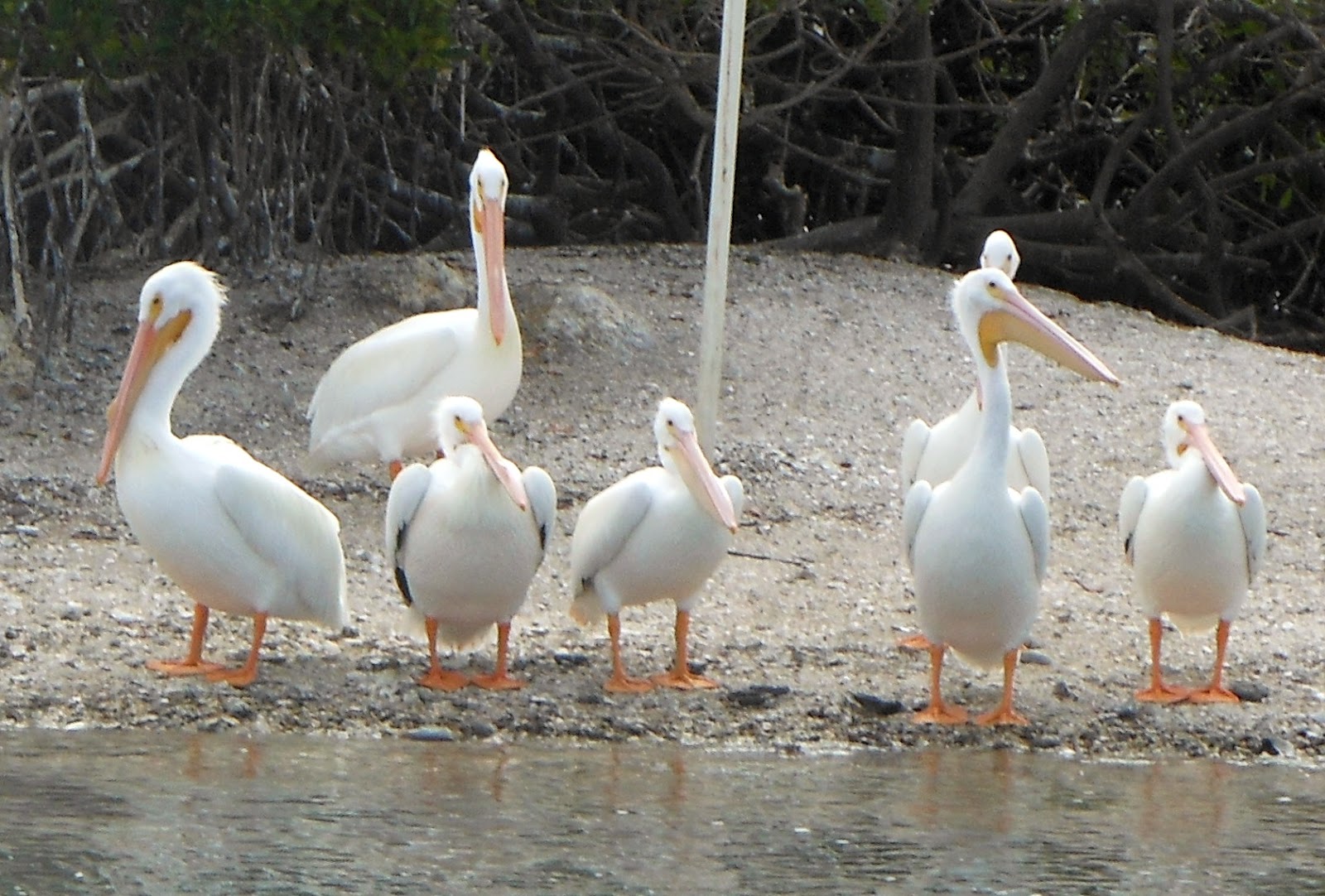 Southwest Florida Shoreline Studies White Pelican Family on Bird Island