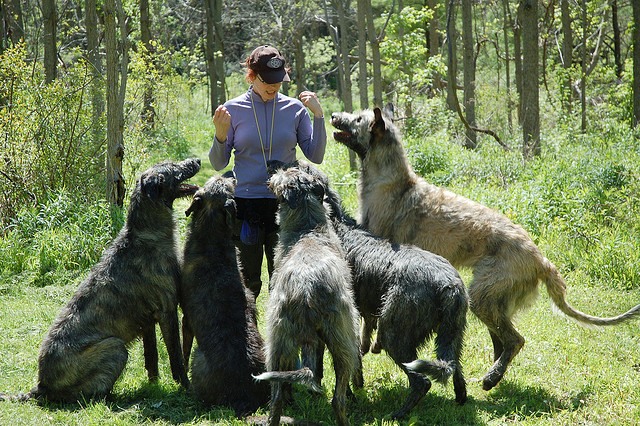 Biggest Wolfhound