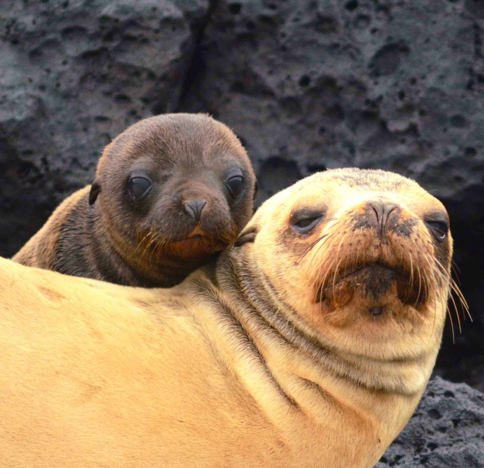 Sea Lions Too are Mama's Boys! Galápagos Eco Friendly The Blog