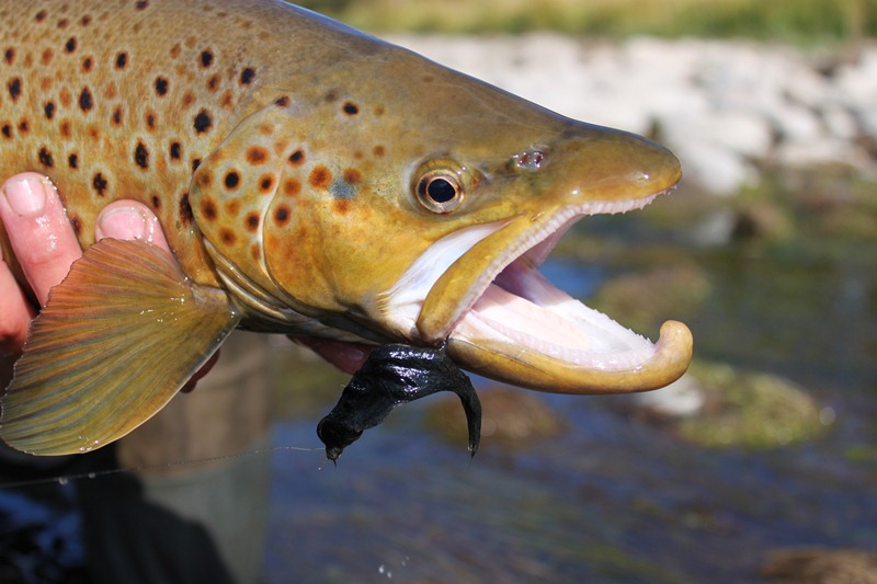 Western Fishing Spin Fishing For Trout With Streamers