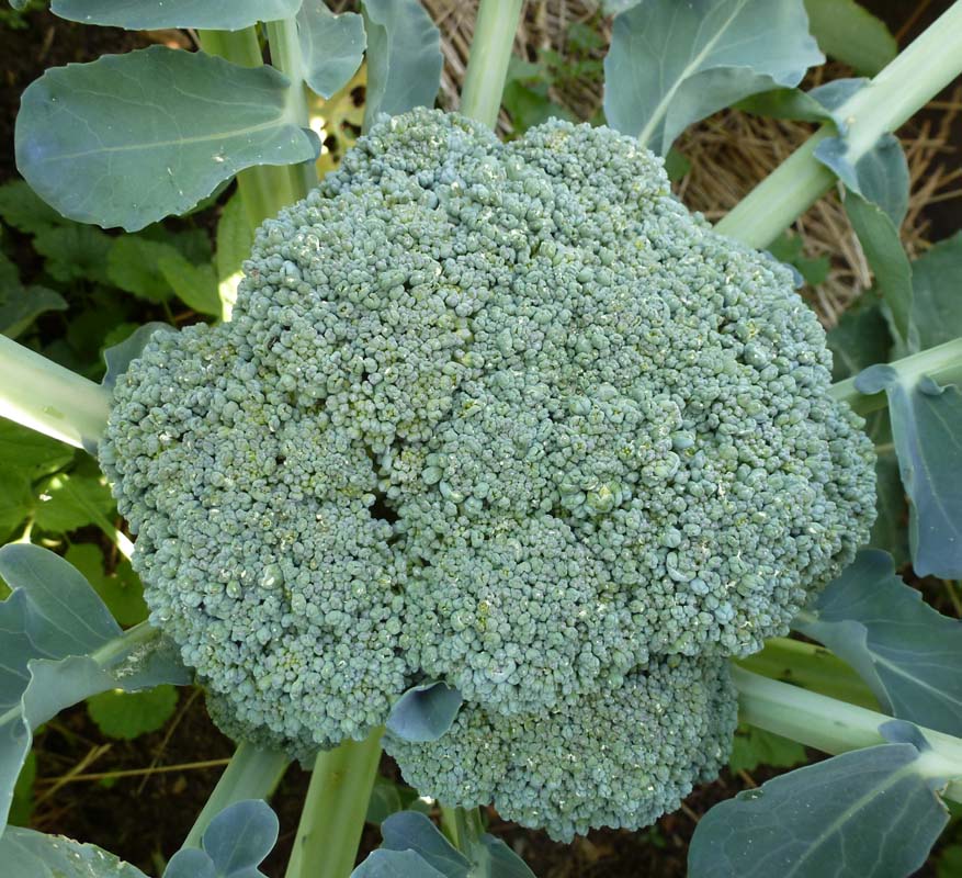 The Enchanted Tree Freezing Broccoli