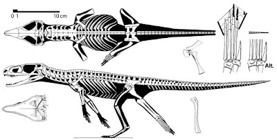 esqueleto de Gracilisuchus