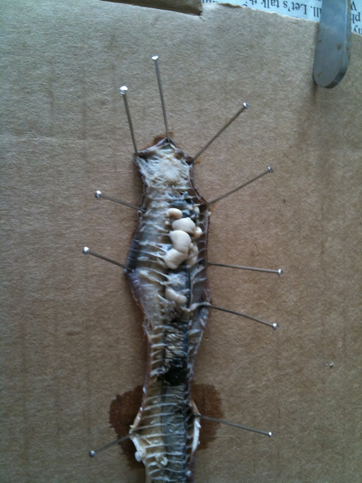 Scorpion Stalking Duck: St. Albert and the Worm Dissection