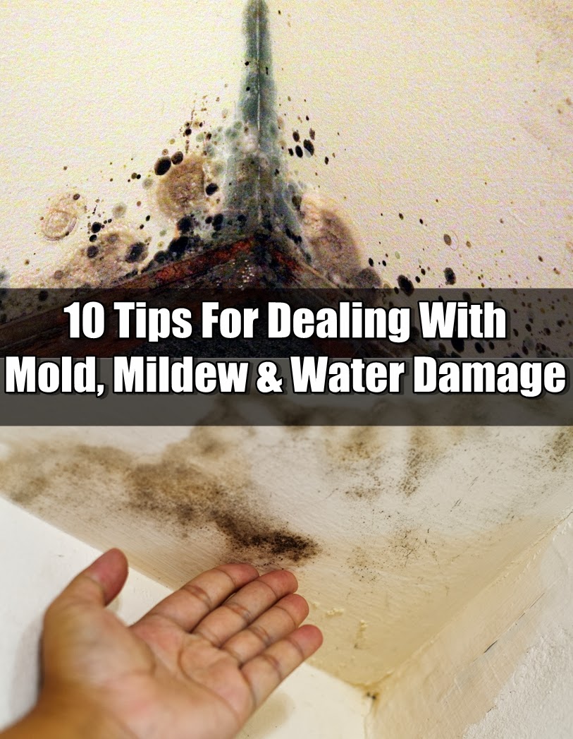 10 Tips For Dealing With Mold, Mildew & Water Damage DIY Craft Projects