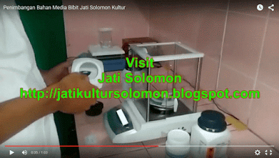 Media_Bibit_Jati_Solomon_Kultur Media_Bibit_Jati_Solomon_Kultur