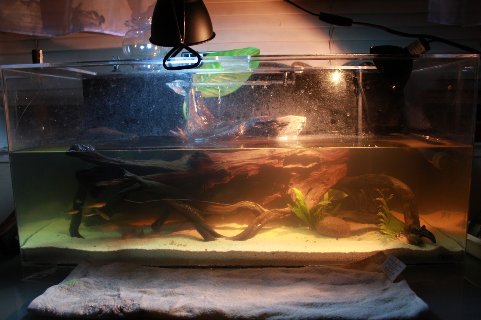 Molly's Three Striped Mud Turtles The Turtle Habitat