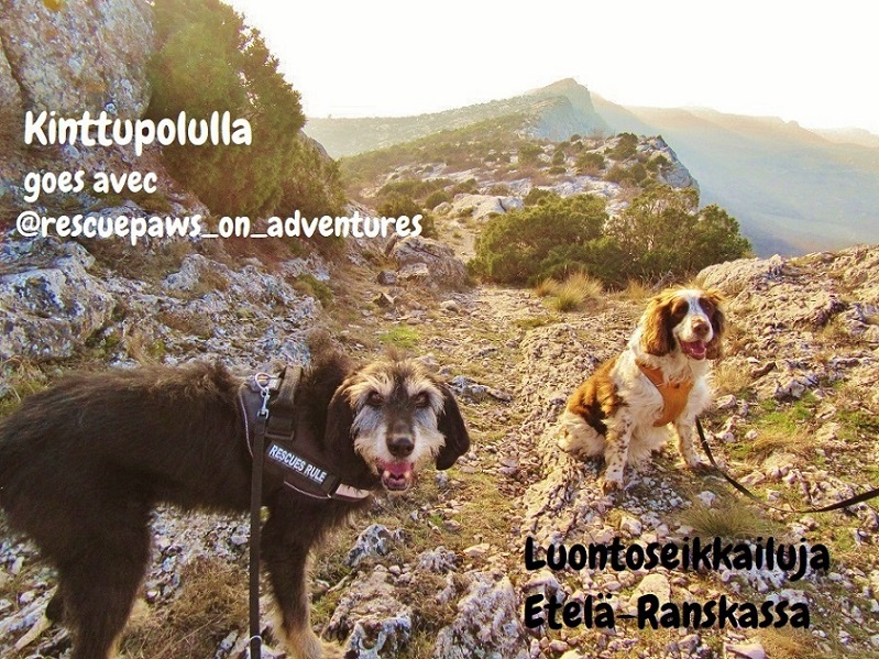 Kinttupolulla goes avec @rescuepaws_on_adventures