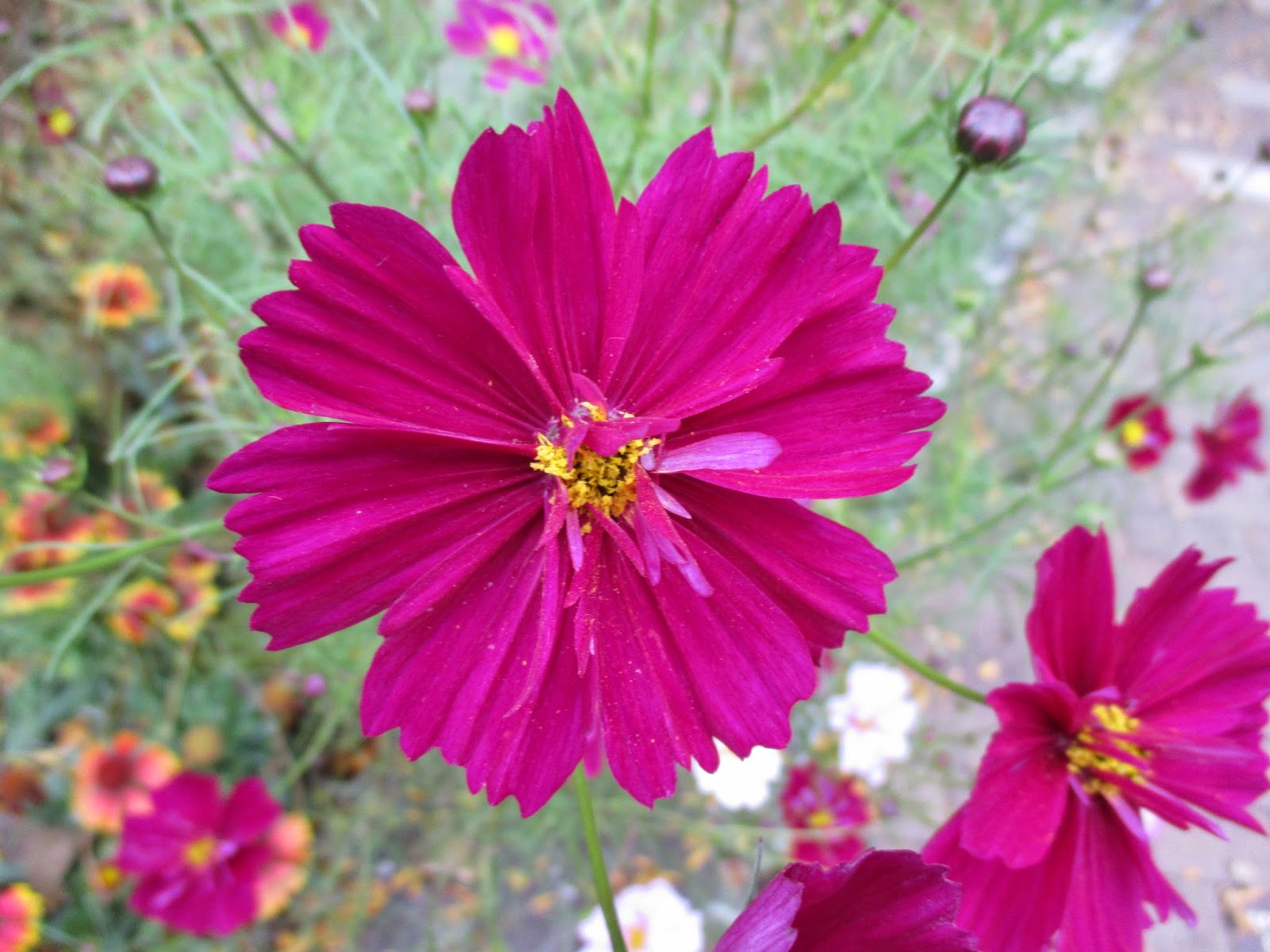 Cosmos Shades of Pink Rotary Botanical Gardens