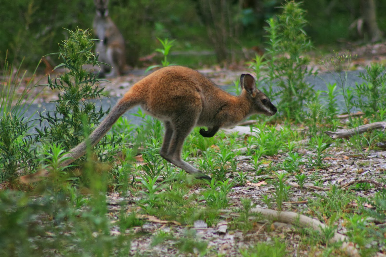 Geoff Thompsons Blog The Red Necked Wallaby
